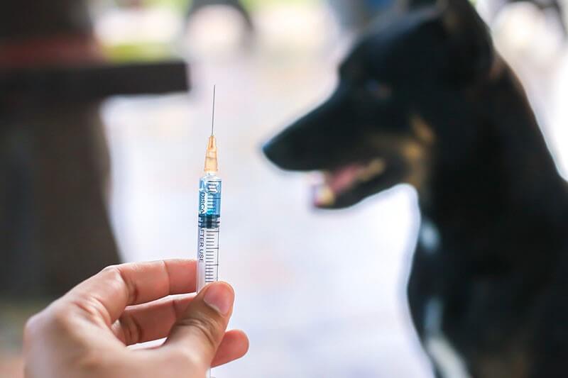واکسن هاری سگ