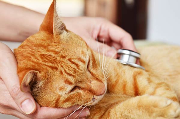 نشانه های سرطان در گربه