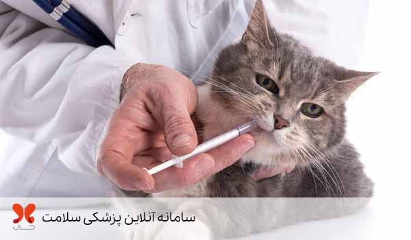 دیابت ملیتوس در گربه