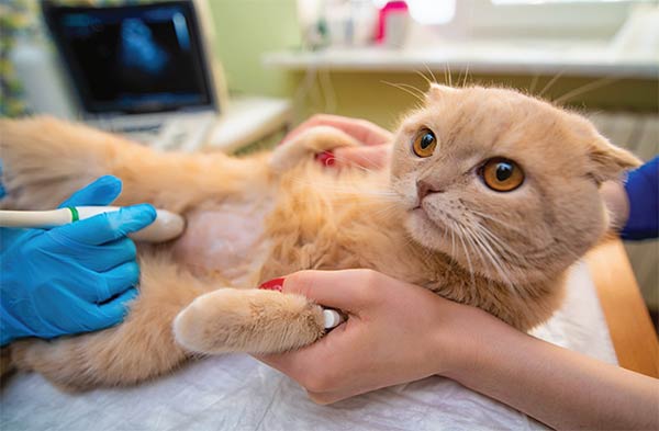 درمان سرطان گربه
