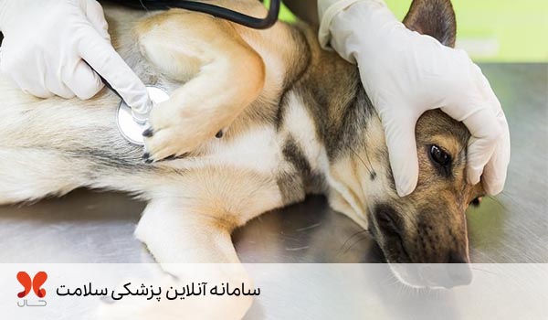 درمان مسمومیت سگ با غذا