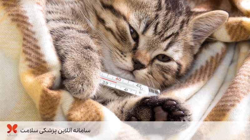 درمان سرماخوردگی گربه