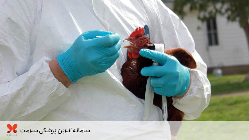 آنفولانزای مرغی در انسان