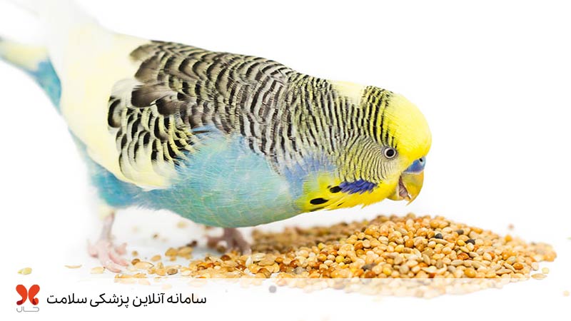 غذای پرندگان خانگی