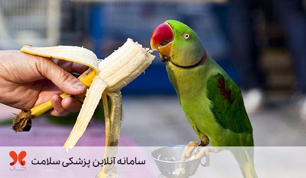 میوه در تغذیه پرندگان