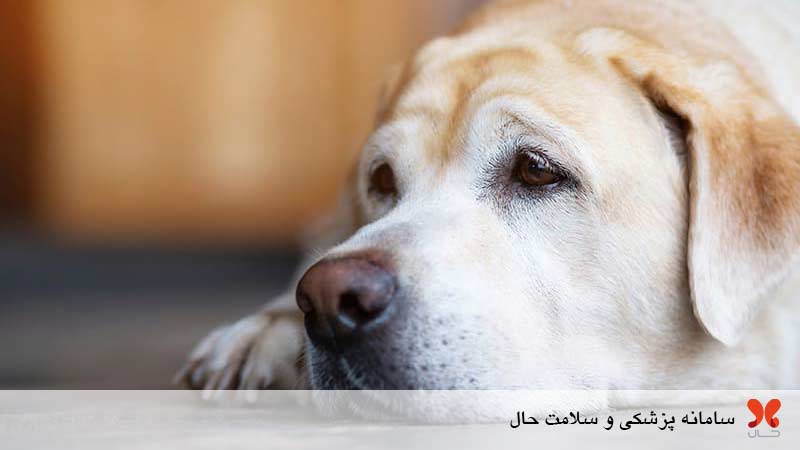 علائم سرطان در سگ