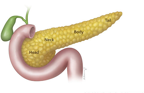آناتومی پانکراس