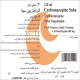 کاربامازپین سها
