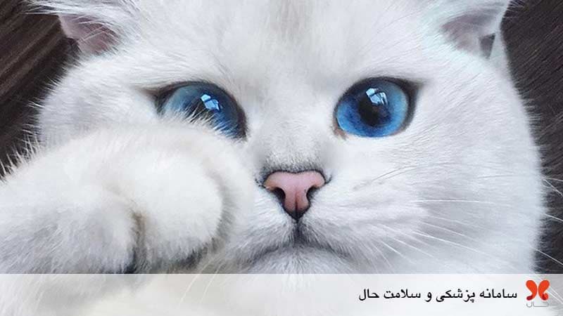 درباره عقیم کردن گربه و مزایا و معایب آن بیشتر بدانید